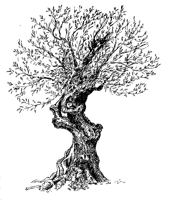 Olive Tree Illustration